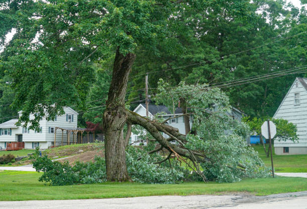 How Our Tree Care Process Works  in  Navarre Beach, FL